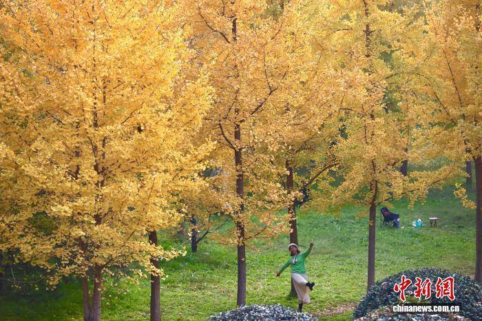 欧冠足球比分
_陕西西安:银杏林由绿转黄吸引市民游玩